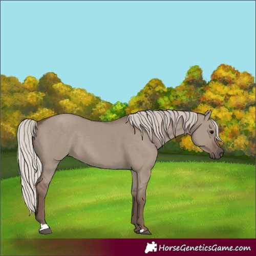 Horse Color:Unknown 