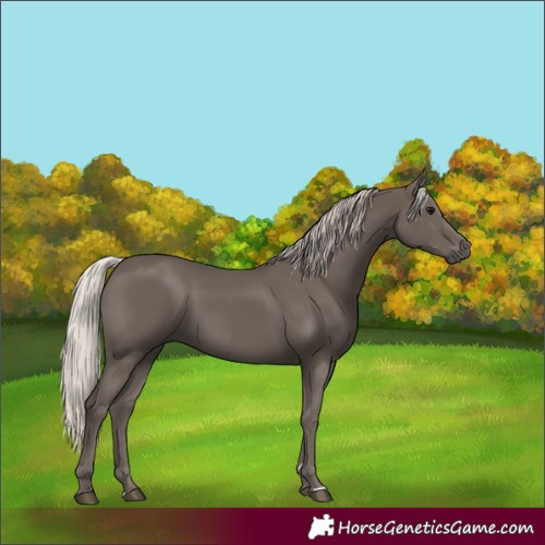 Horse Color:Silver Black