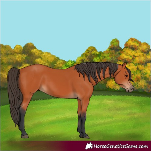 Horse Color:Unknown 