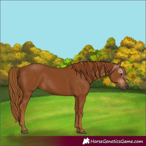 Horse Color:Unknown 