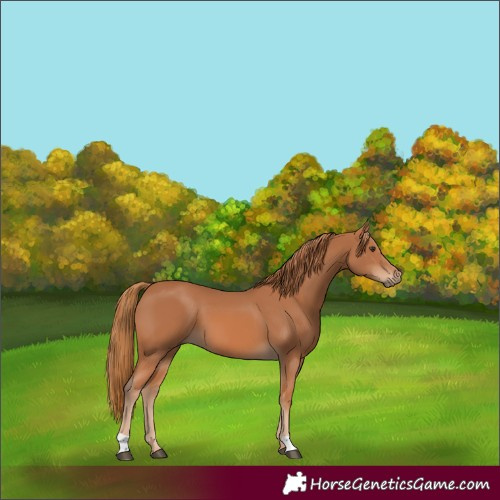 Horse Color:Chestnut 