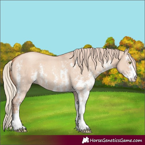 Horse Color:Gold Champagne Dun Sabino 