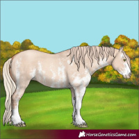 Horse Color:Gold Champagne Dun Sabino