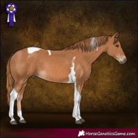 Horse Color:Chestnut Tobiano Rabicano