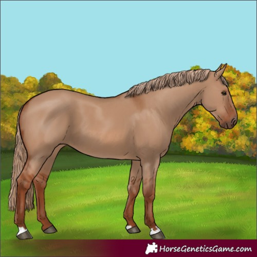 Horse Color:Red Dun 