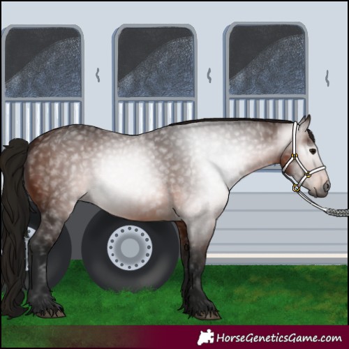 Horse Color:Gray Bay 
