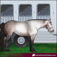 Horse Color:Gray Bay 