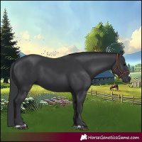 Horse Color:Black 