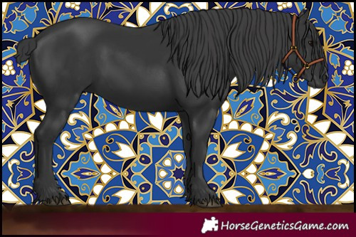Horse Color:Black 