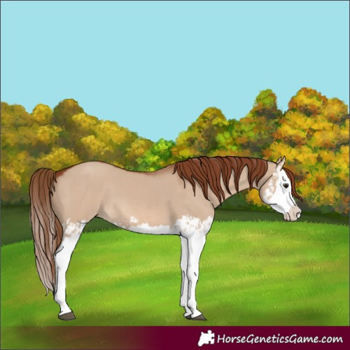 Horse Color:Red Dun Splash  and Red Dun Splash 