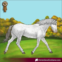 Horse Color:Buckskin Sabino Rabicano 