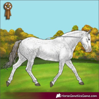 Horse Color:Buckskin Sabino Rabicano