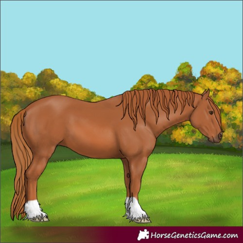 Horse Color:Chestnut 