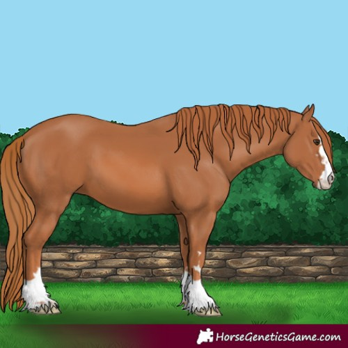 Horse Color:Chestnut 