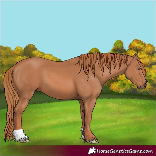 Horse Color:Unknown 