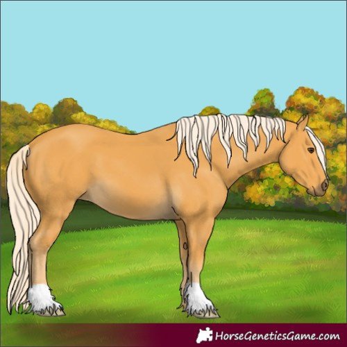 Horse Color:Palomino 