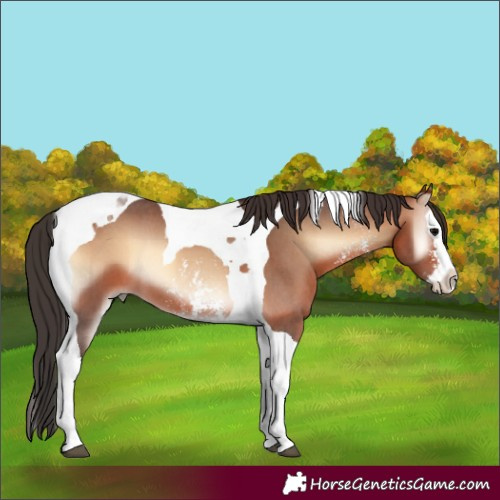 Horse Color:Bay Onyx Sabino Splash Tobiano