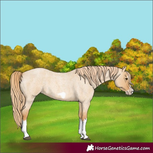 Horse Color:Red Dun Roan Splash Frame Rabicano 