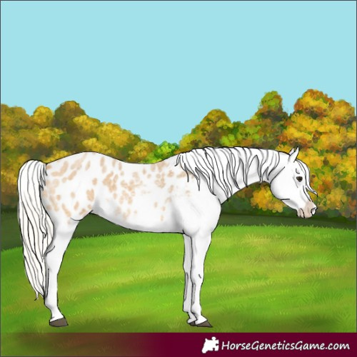 Horse Color:Silver Buckskin Roan Splash Appaloosa 