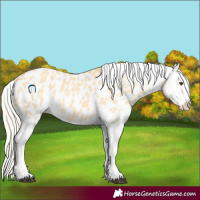 Horse Color:Palomino Dun Appaloosa 