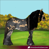 Horse Color:Void Buckskin Tobiano Frame 