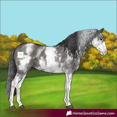 Horse Color:White Spotted Grullo 