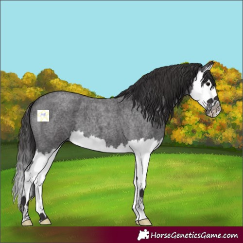 Horse Color:Smoky Blue Roan Splash 