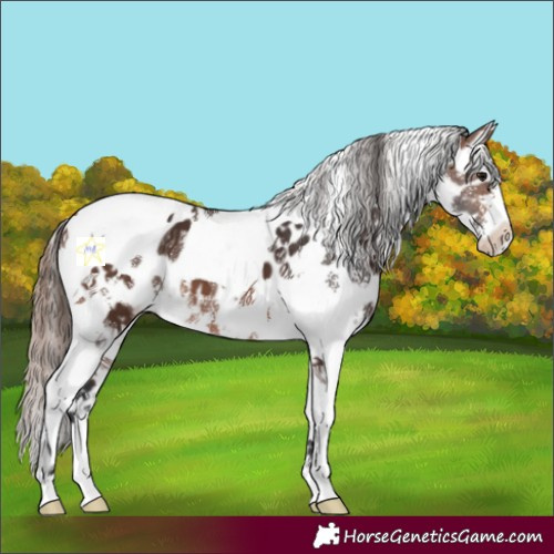 Horse Color:Brown Sabino Tobiano Appaloosa 