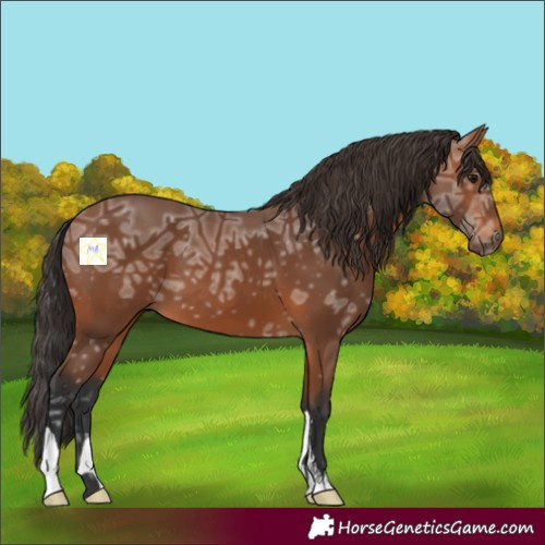 Horse Color:Bay Ice 