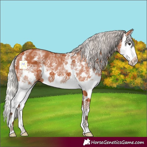 Horse Color:Silver Bay Ice Sabino Splash 