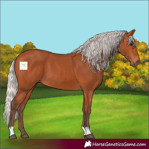 Horse Color:Silver Bay 