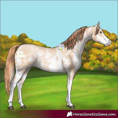 Horse Color:Buckskin Snowdrop Sabino Rabicano 