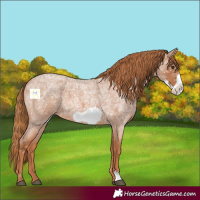 Horse Color:Red Ice Roan Frame