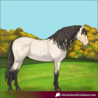 Horse Color:Buckskin Roan 