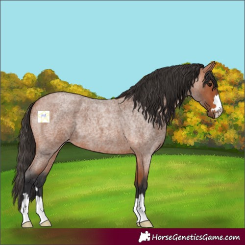 Horse Color:Bay Roan 