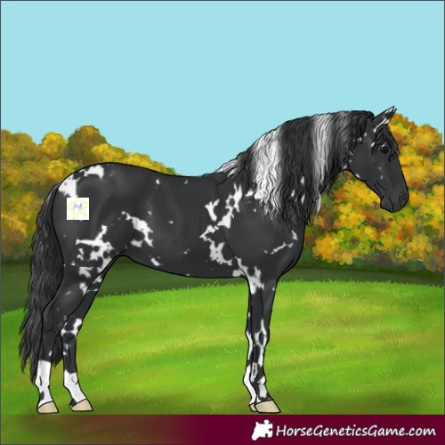 Horse Color:White Spotted Black 