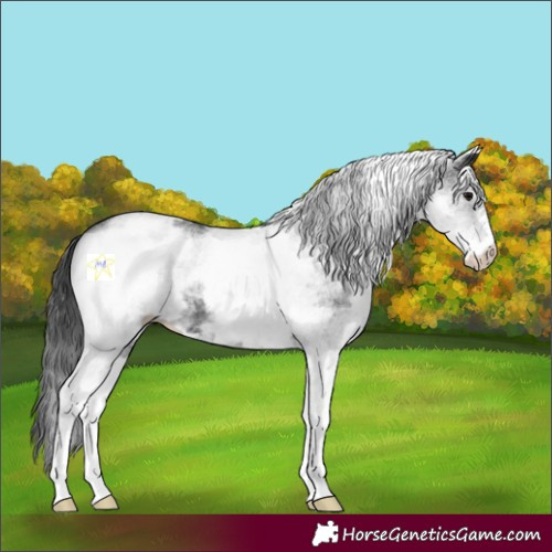 Horse Color:White Spotted Black 
