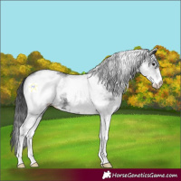 Horse Color:White Spotted Black 