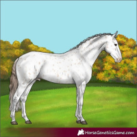 Horse Color:Bay Dun Appaloosa 