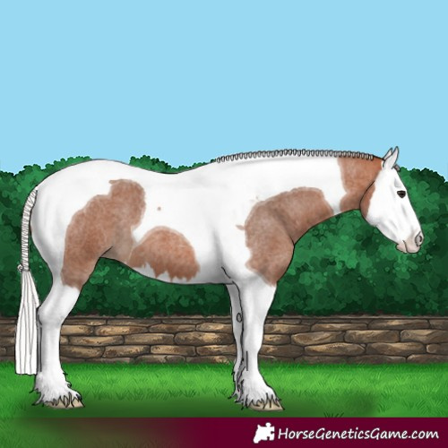 Horse Color:Silver Bay Roan Splash Tobiano 