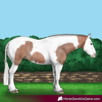Horse Color:Silver Bay Roan Splash Tobiano 