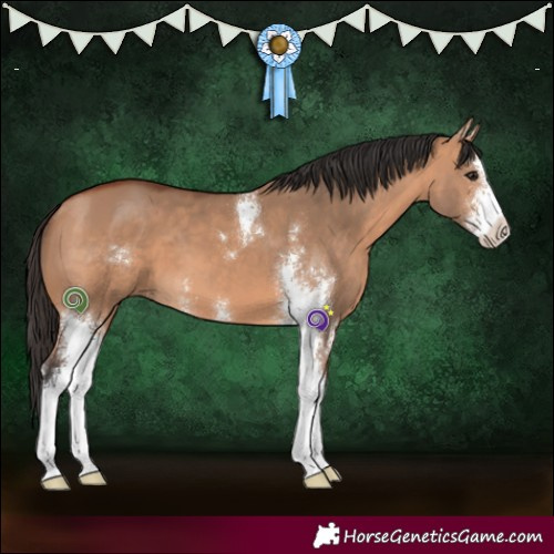 Horse Color:Bay Dun Sabino 