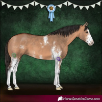 Horse Color:Bay Dun Sabino 