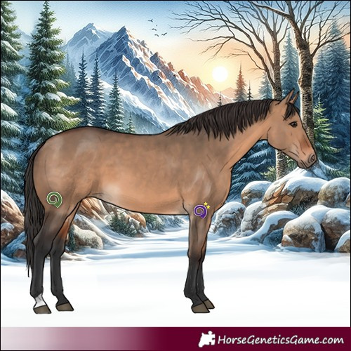 Horse Color:Brown Dun 