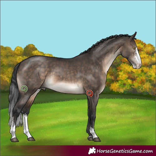 Horse Color:Brown Dun Sabino 