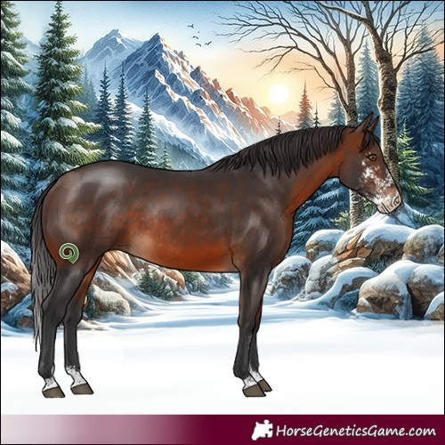 Horse Color:Brown Sabino Rabicano 