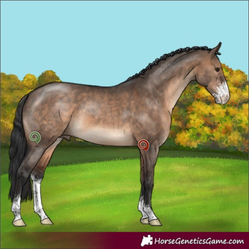 Horse Color:Brown Dun Sabino 