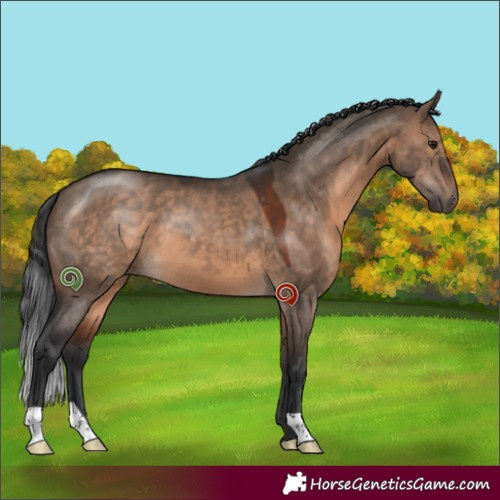 Horse Color:Brown Dun 