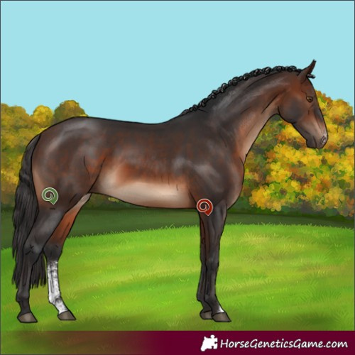 Horse Color:Brown Sabino 