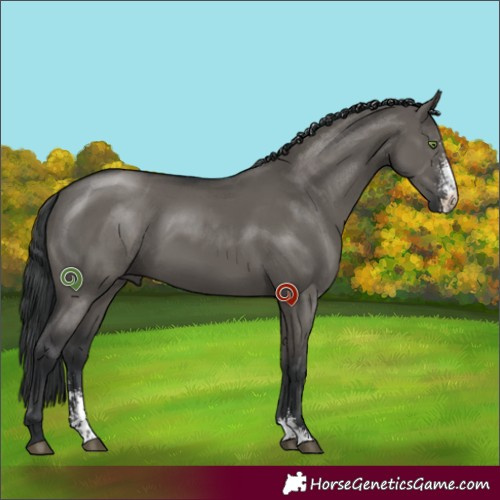 Horse Color:Grullo Sabino 